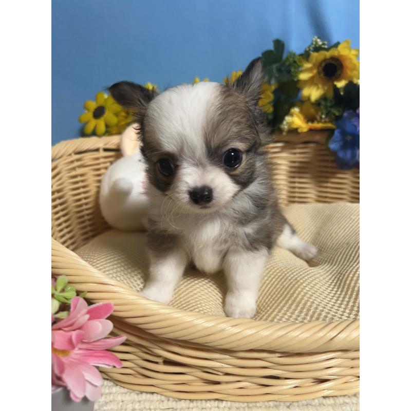 成約済の福岡県のチワワ(ロングコート)-417454の5枚目