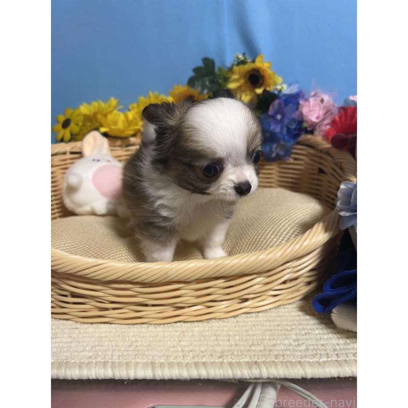 成約済の福岡県のチワワ(ロングコート)-417454の4枚目