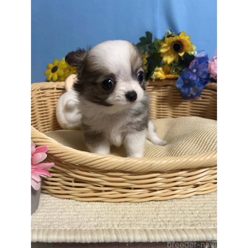 成約済の福岡県のチワワ(ロングコート)-417454の3枚目