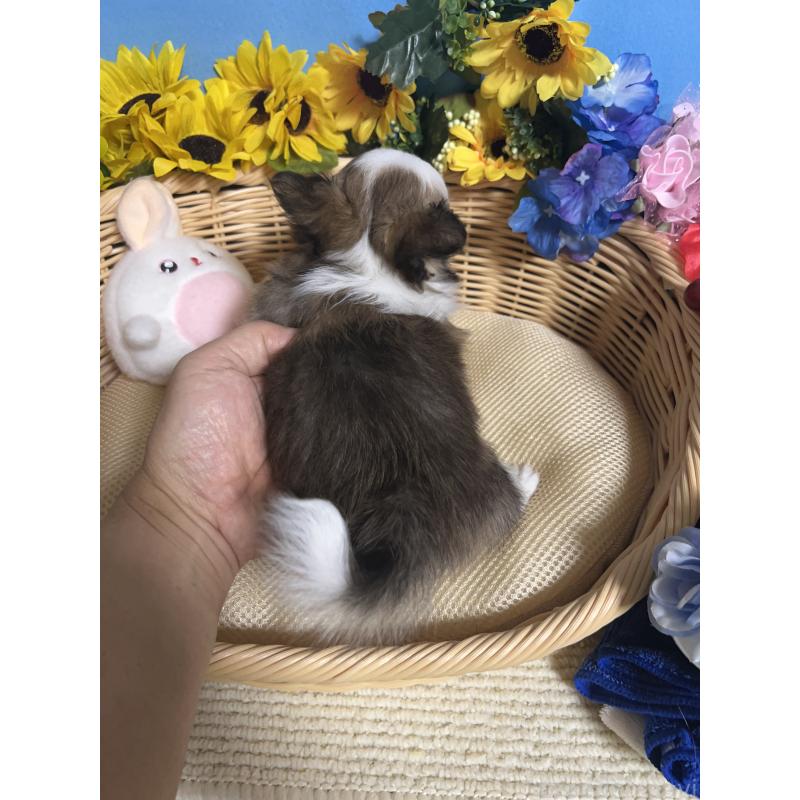 成約済の福岡県のチワワ(ロングコート)-417454の2枚目