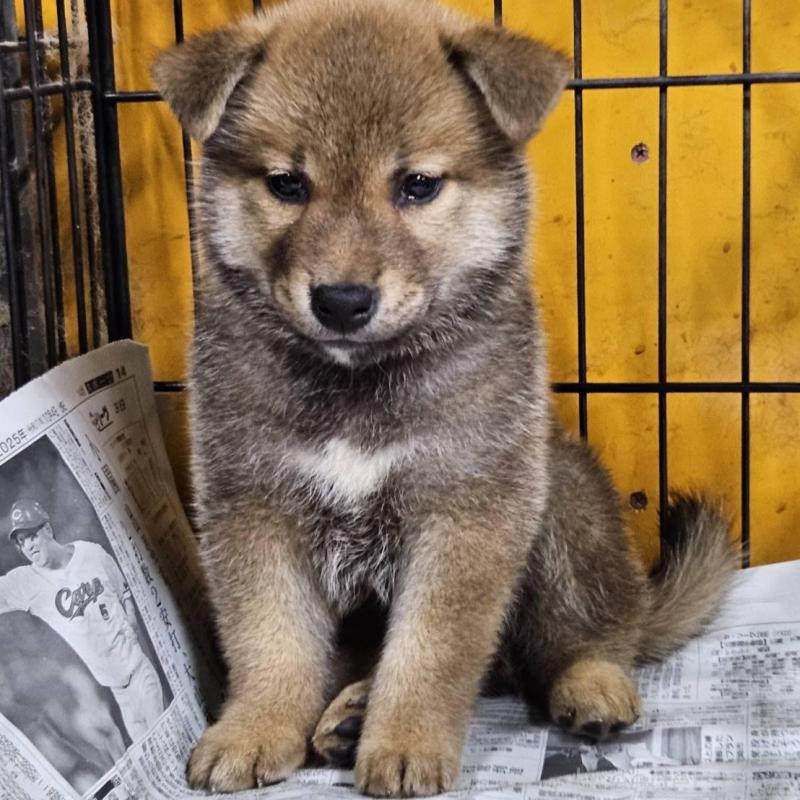 販売中の兵庫県の柴犬-419020の1枚目