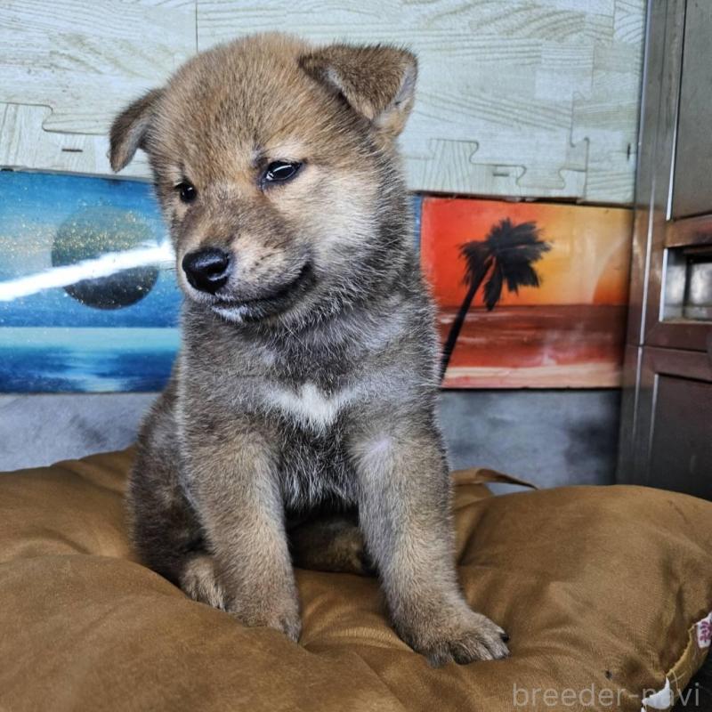 販売中の兵庫県の柴犬-419020の4枚目