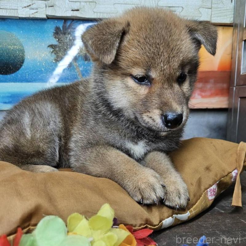 販売中の兵庫県の柴犬-419020の3枚目