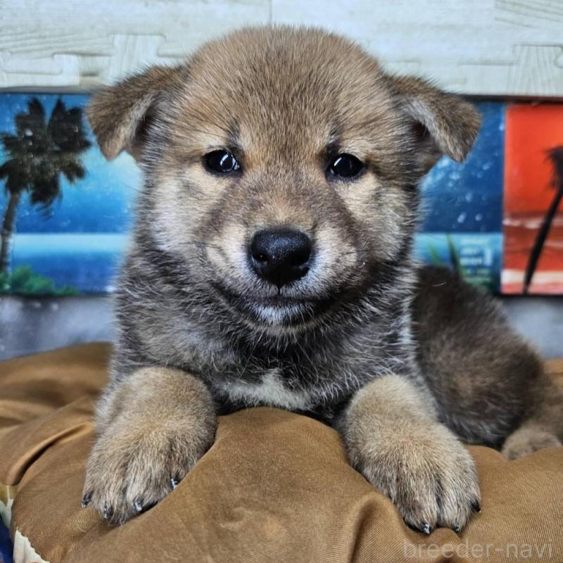 販売中の兵庫県の柴犬-419020の2枚目