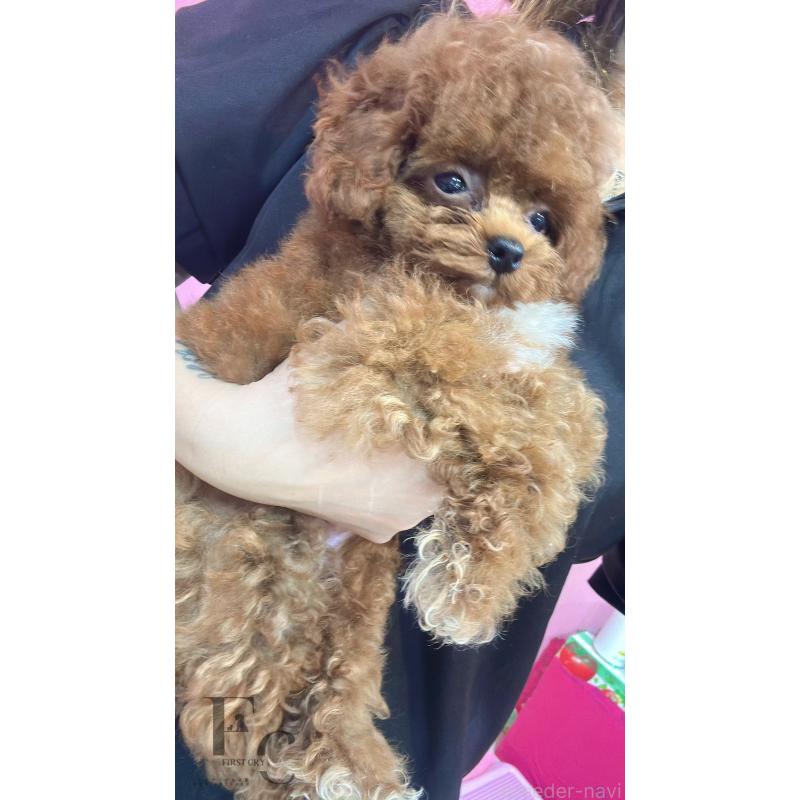 成約済の栃木県のティーカッププードル-405541の4枚目