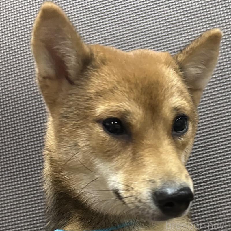 販売中の福岡県の豆柴-372007の10枚目