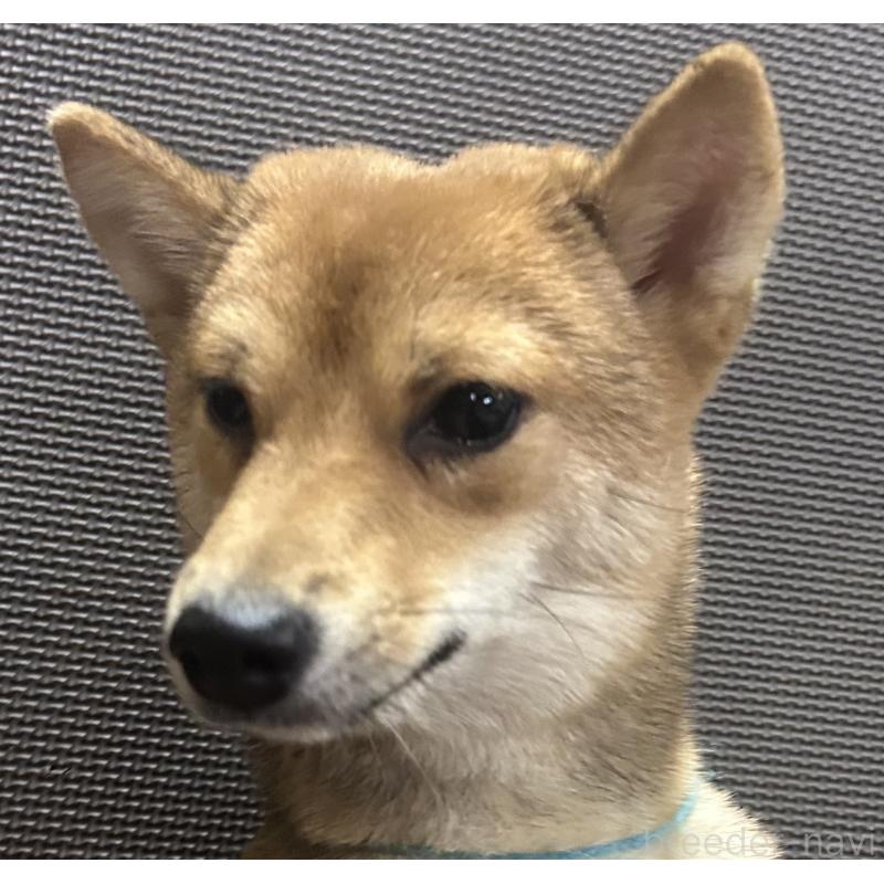 販売中の福岡県の豆柴-372007の9枚目