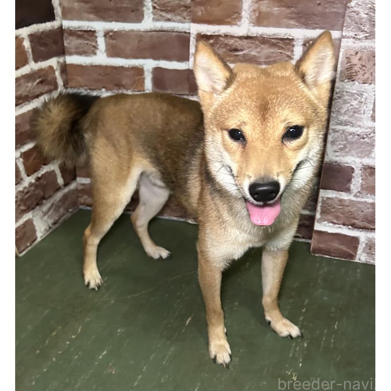 販売中の福岡県の豆柴-372007の8枚目