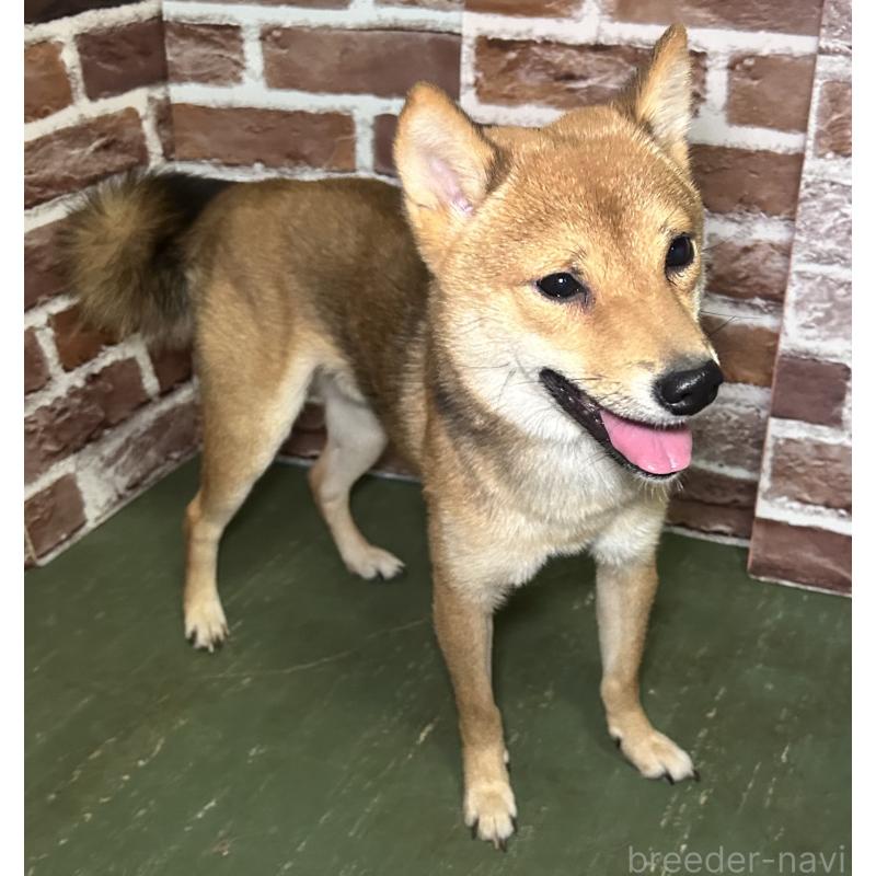 販売中の福岡県の豆柴-372007の7枚目