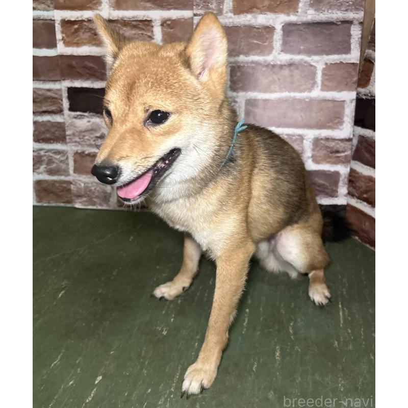 販売中の福岡県の豆柴-372007の6枚目