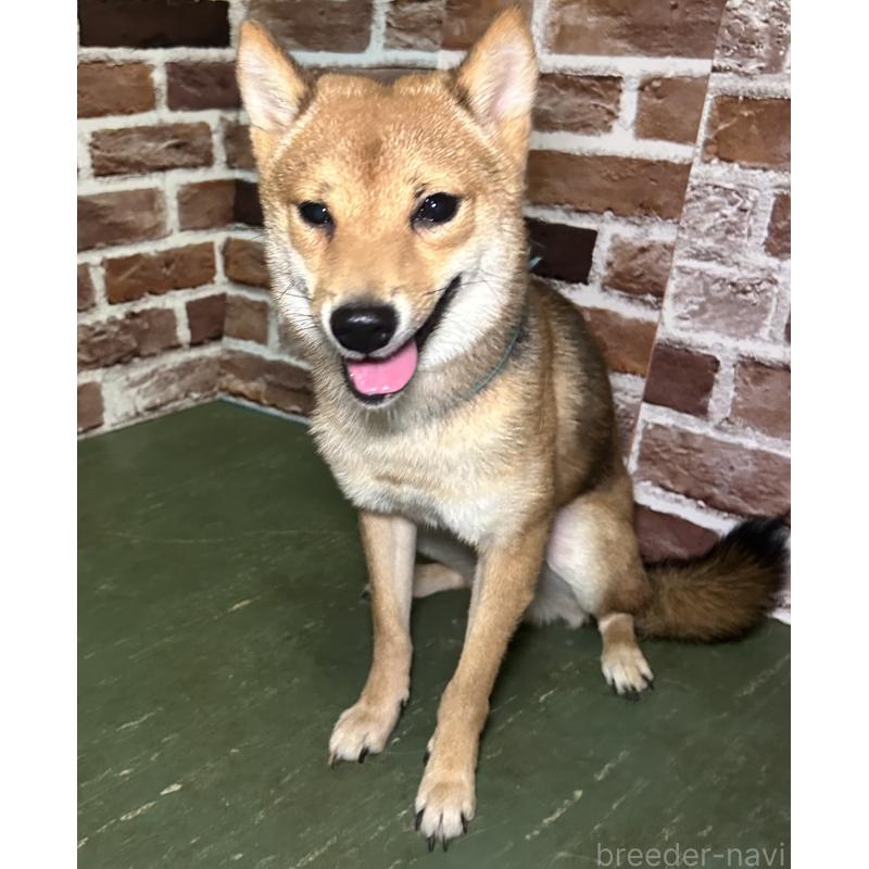 販売中の福岡県の豆柴-372007の5枚目