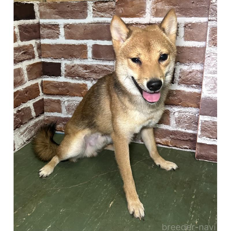 販売中の福岡県の豆柴-372007の4枚目