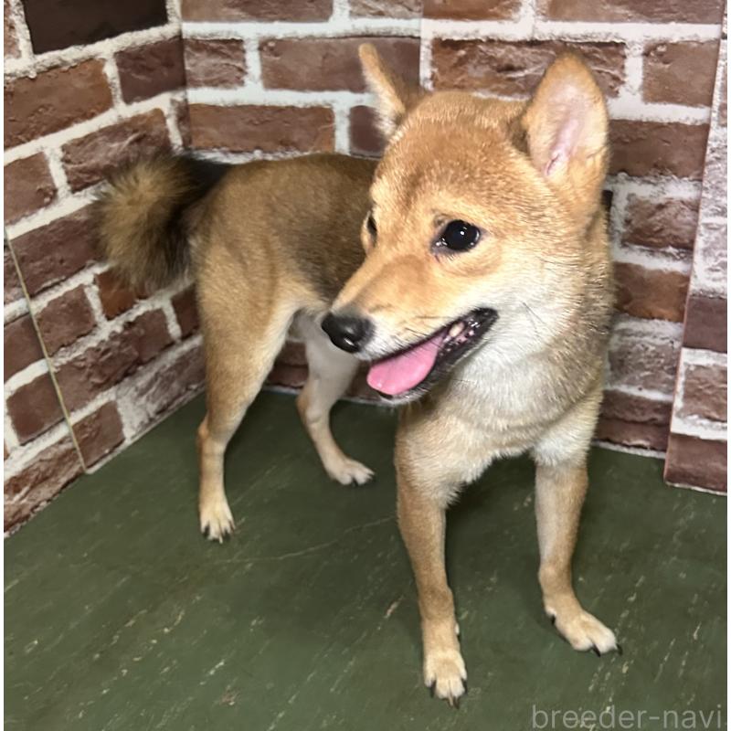 販売中の福岡県の豆柴-372007の3枚目