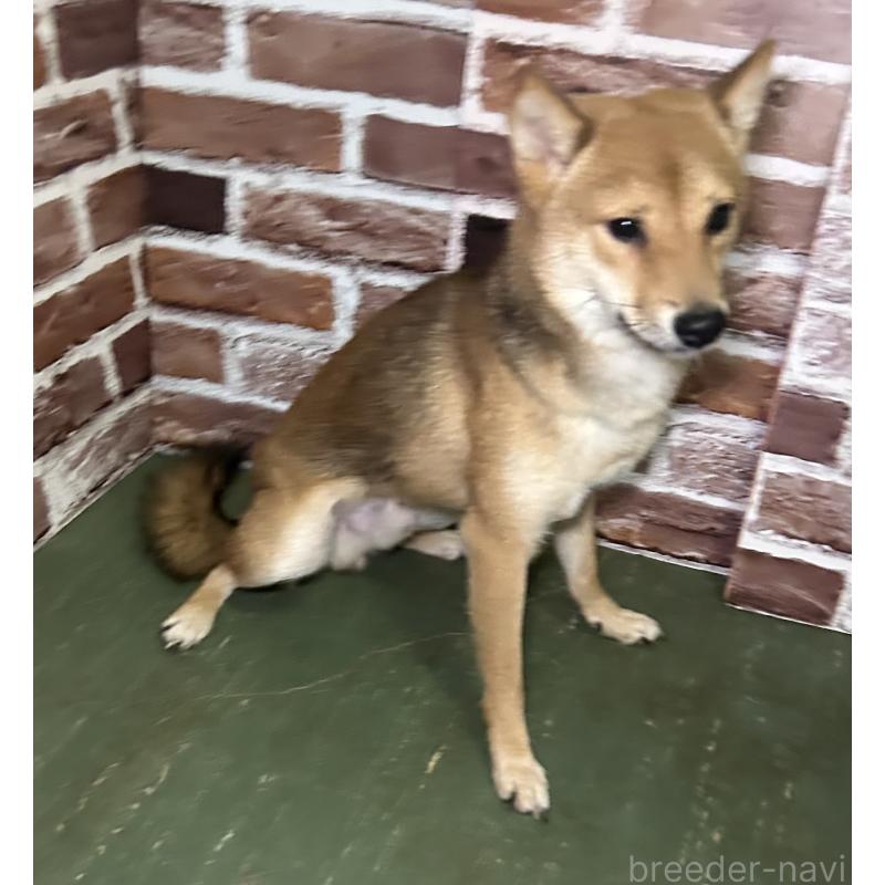 販売中の福岡県の豆柴-372007の2枚目