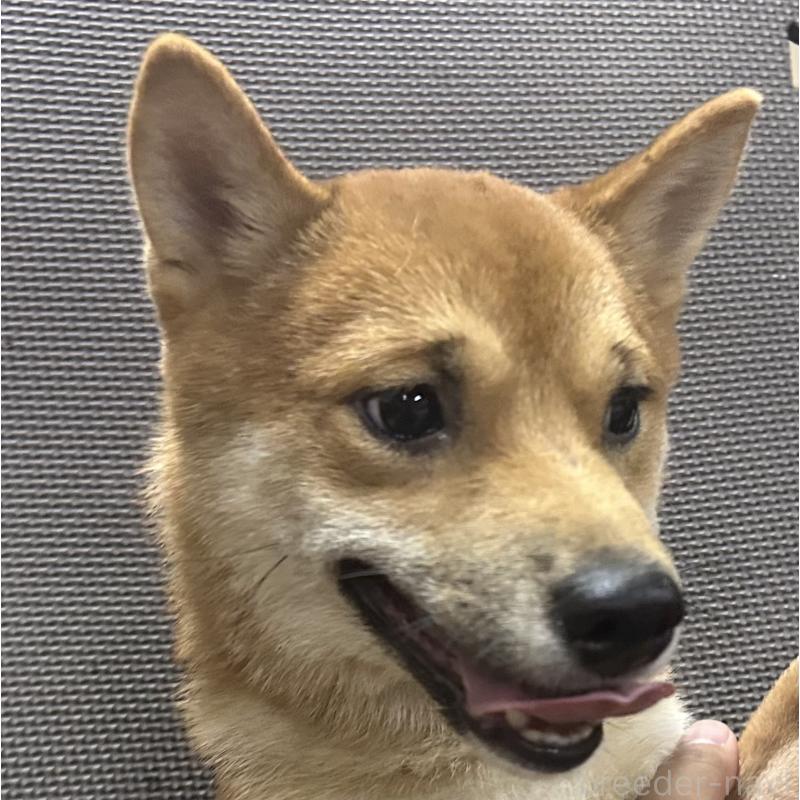 成約済の福岡県の豆柴-386478の12枚目