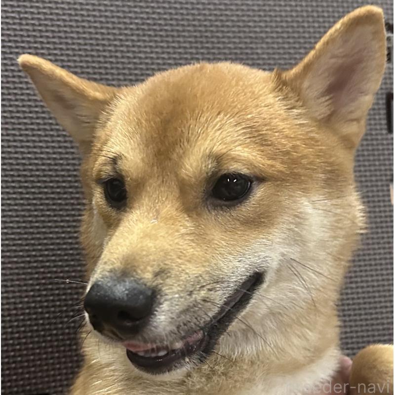 成約済の福岡県の豆柴-386478の11枚目