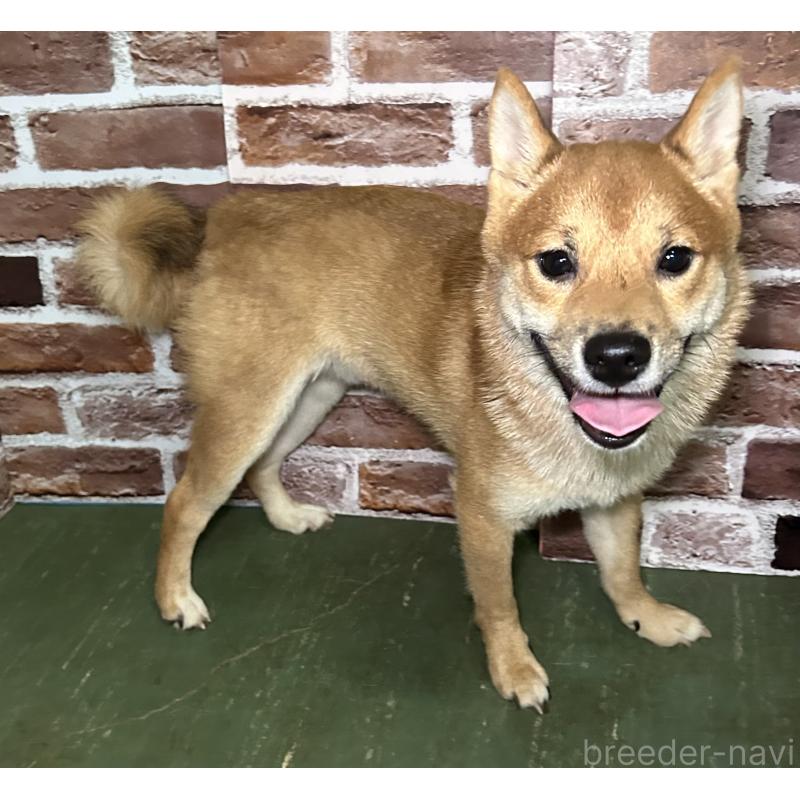 成約済の福岡県の豆柴-386478の10枚目