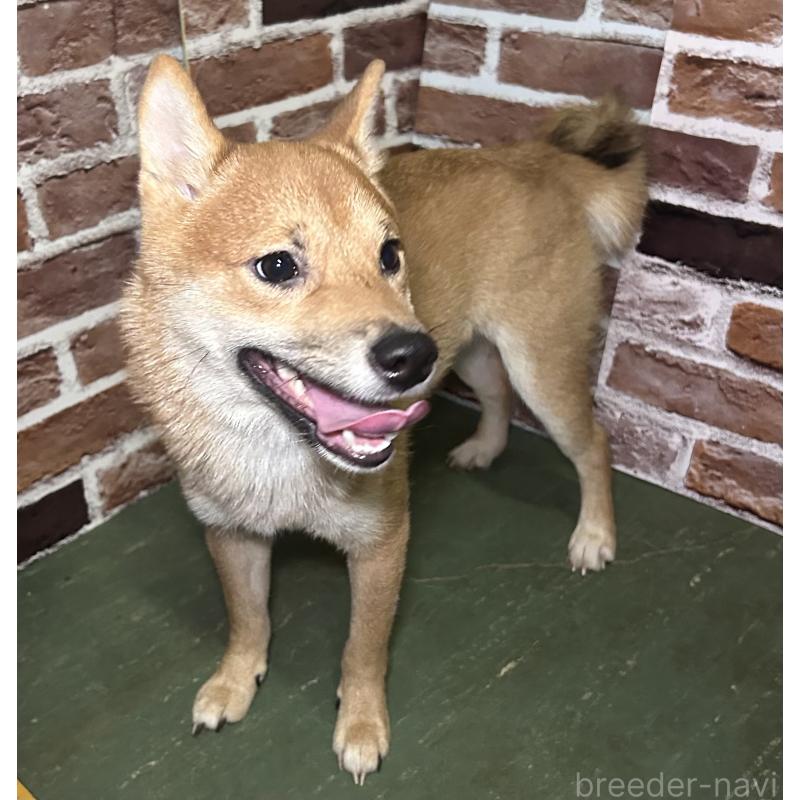 成約済の福岡県の豆柴-386478の9枚目