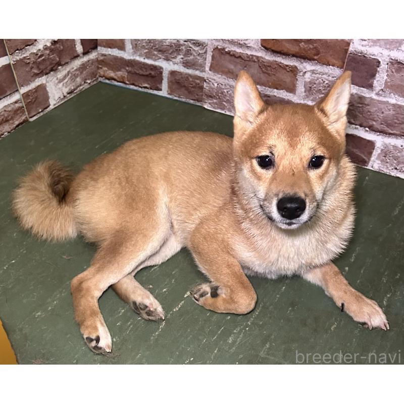 成約済の福岡県の豆柴-386478の8枚目