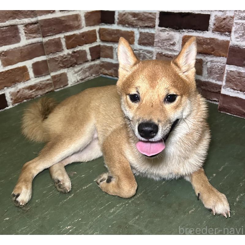 成約済の福岡県の豆柴-386478の7枚目