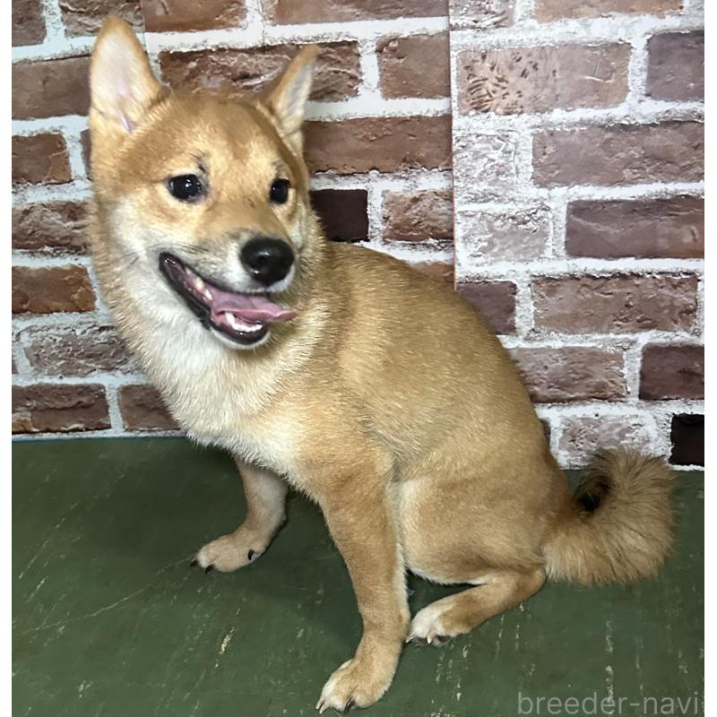 成約済の福岡県の豆柴-386478の6枚目