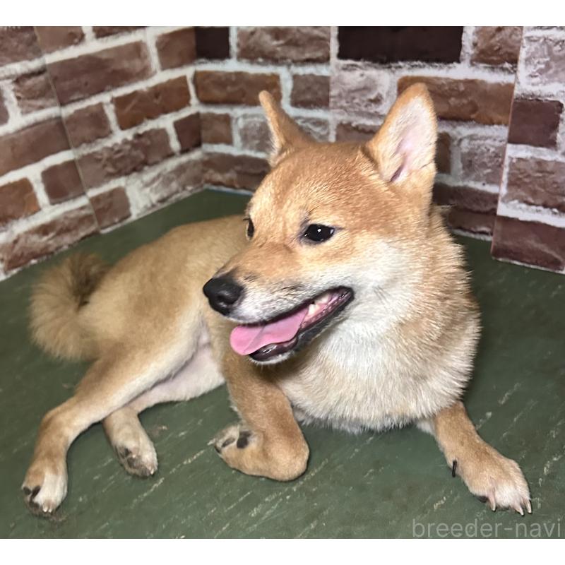 成約済の福岡県の豆柴-386478の5枚目