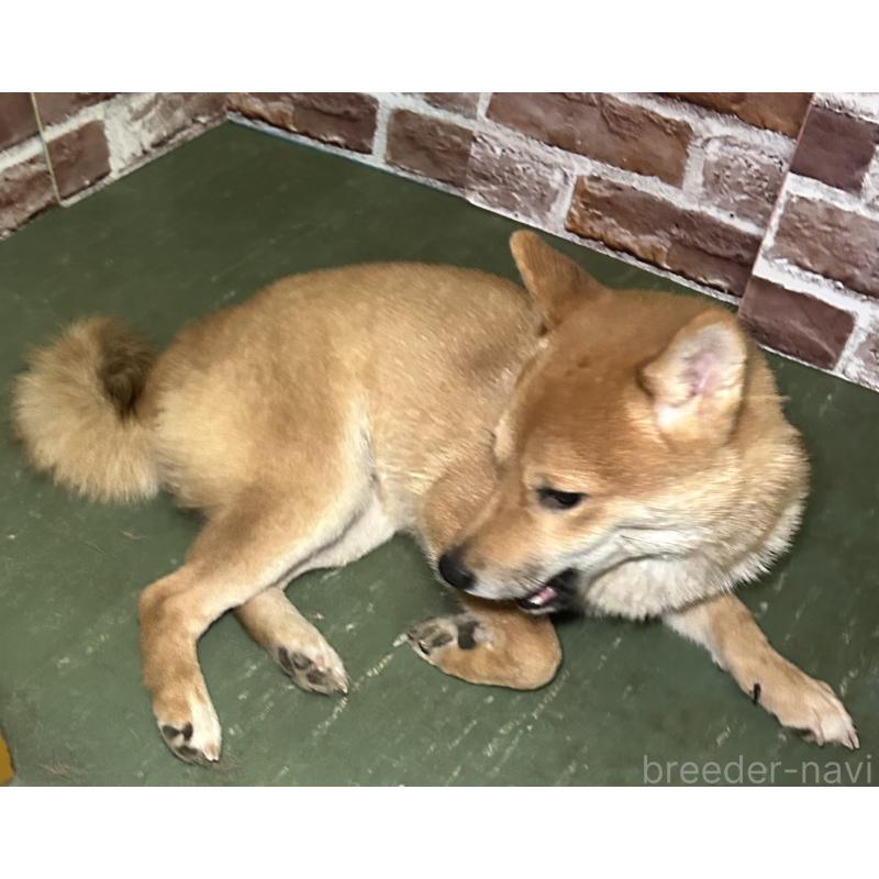 成約済の福岡県の豆柴-386478の4枚目