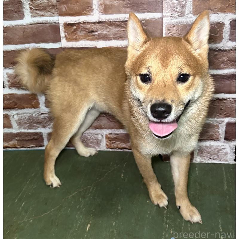 成約済の福岡県の豆柴-386478の3枚目