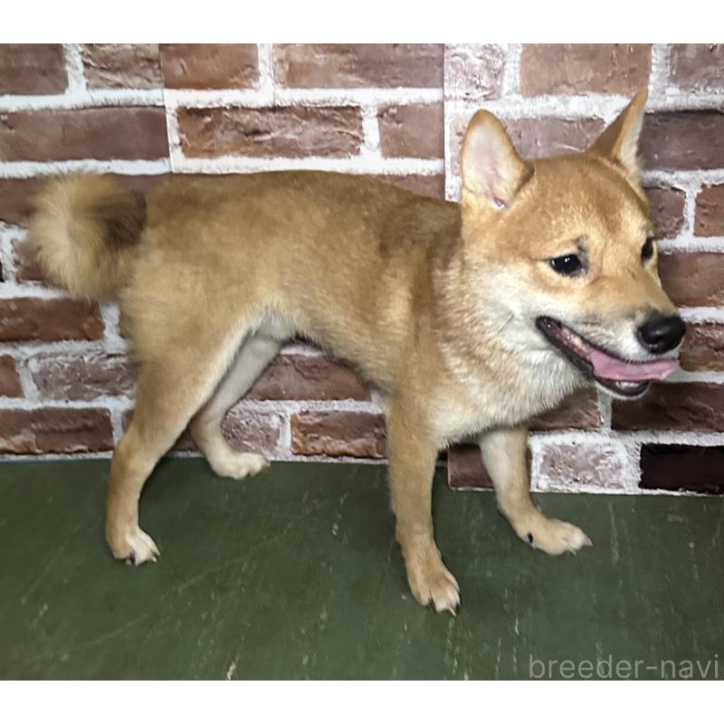 成約済の福岡県の豆柴-386478の2枚目