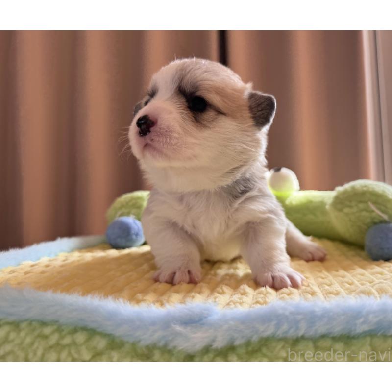 商談中の千葉県のウェルシュコーギーペンブローク-417422の7枚目