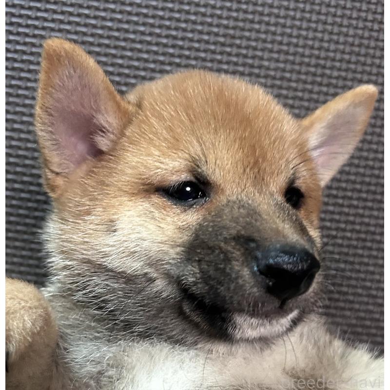 成約済の福岡県の豆柴-417543の12枚目