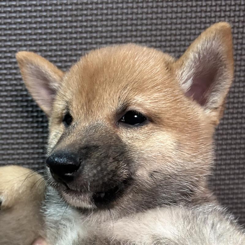 成約済の福岡県の豆柴-417543の11枚目