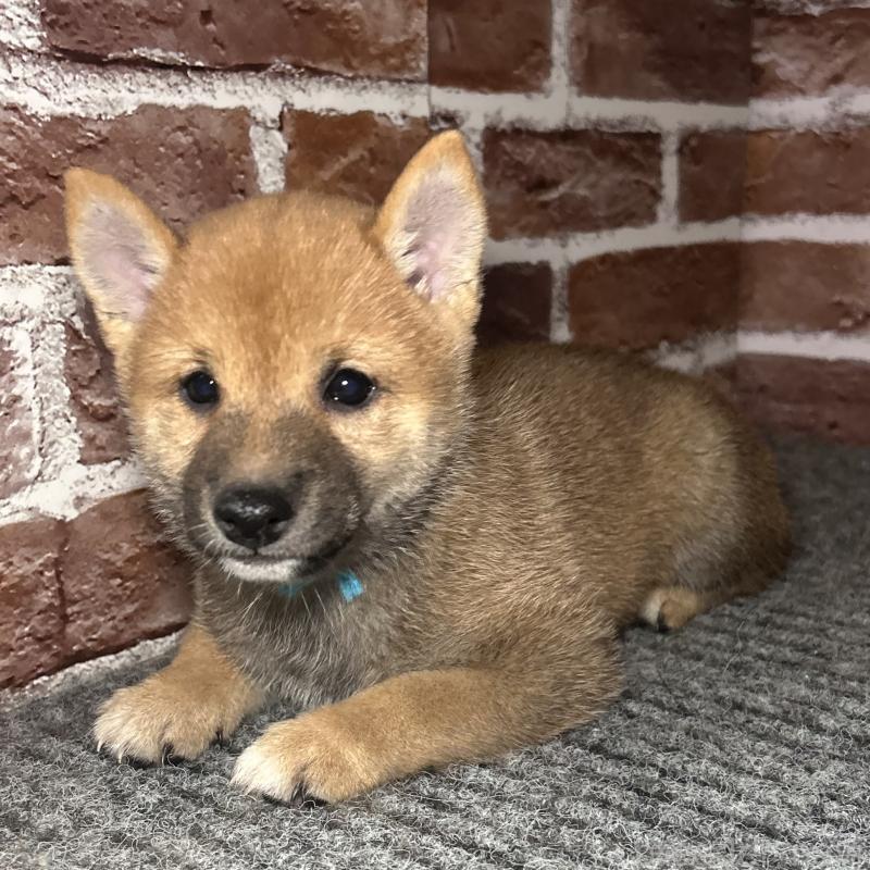 成約済の福岡県の豆柴-417543の10枚目