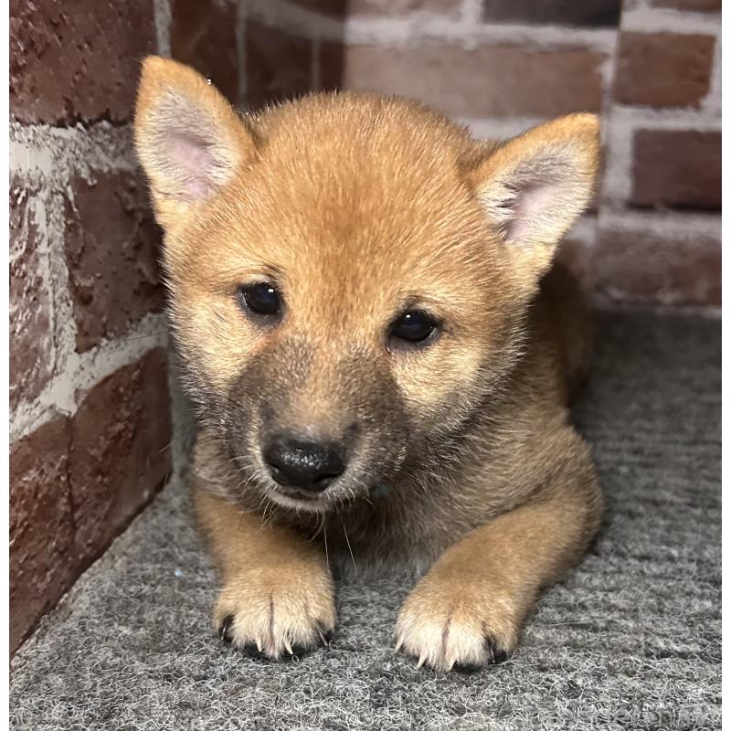 成約済の福岡県の豆柴-417543の9枚目