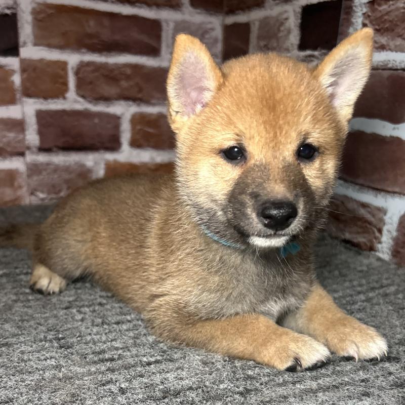 成約済の福岡県の豆柴-417543の8枚目