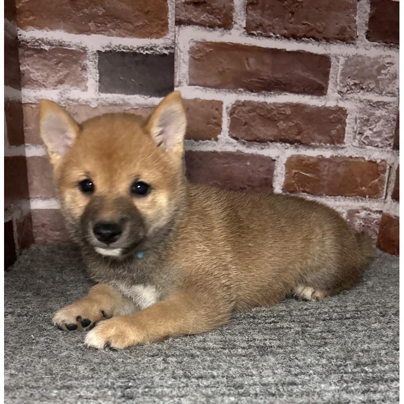 成約済の福岡県の豆柴-417543の2枚目