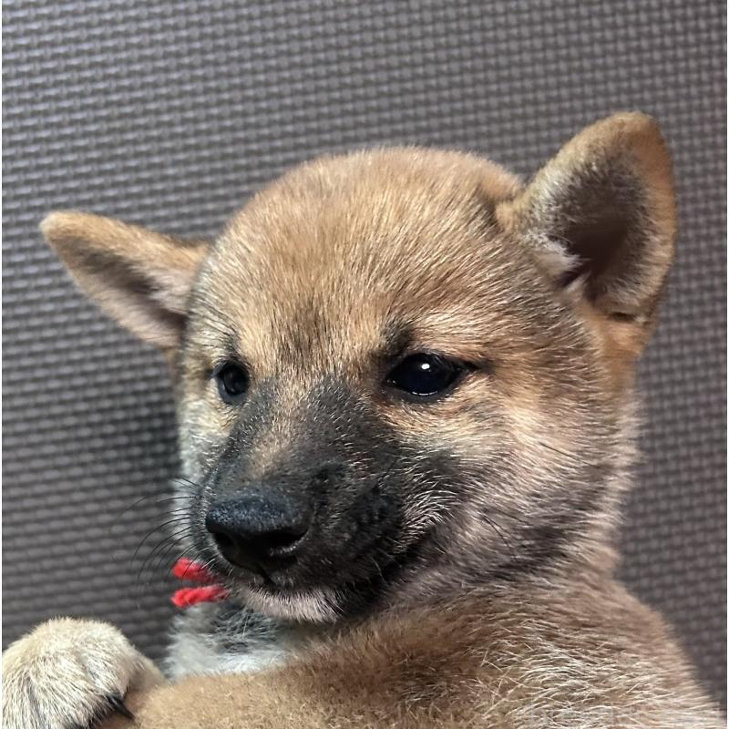 成約済の福岡県の豆柴-417544の12枚目