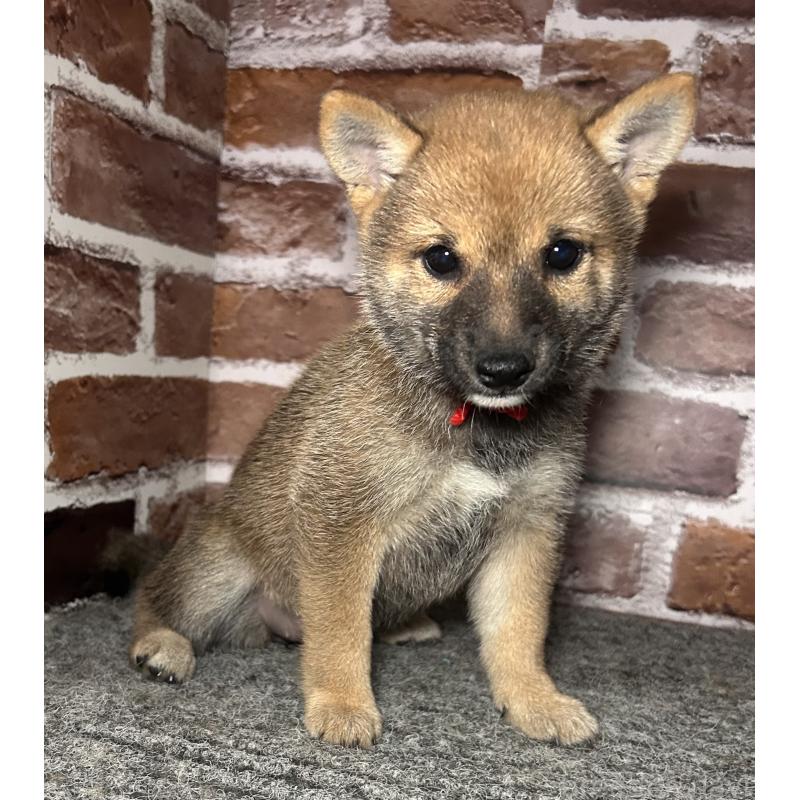 成約済の福岡県の豆柴-417544の11枚目