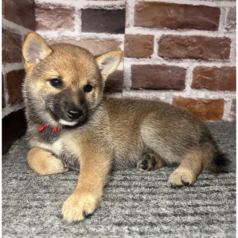 成約済の福岡県の豆柴-417544の10枚目