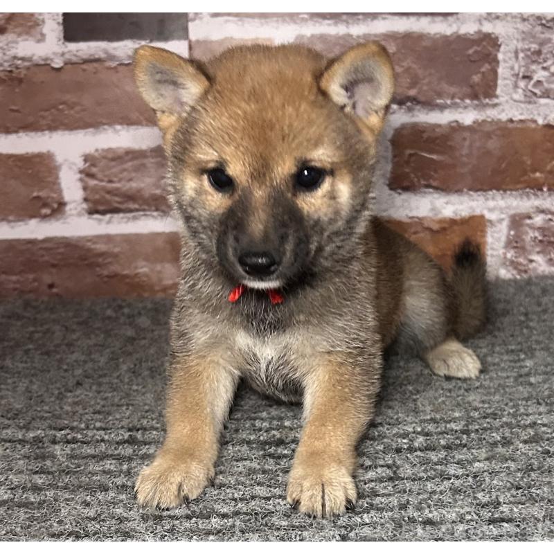 成約済の福岡県の豆柴-417544の8枚目