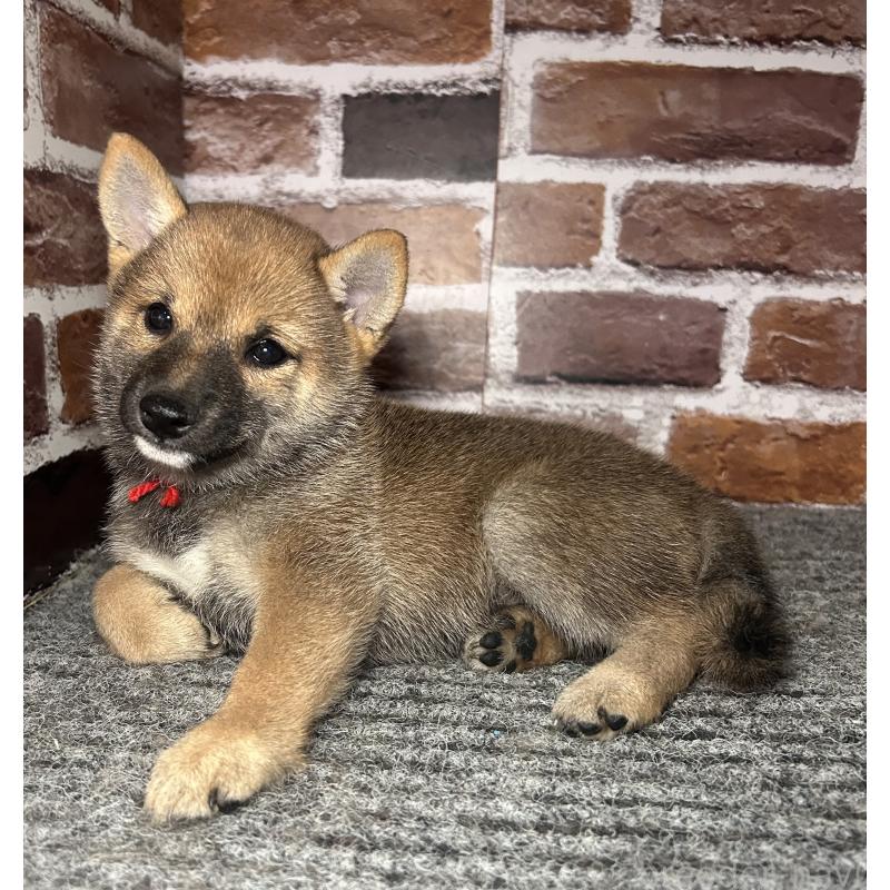 成約済の福岡県の豆柴-417544の7枚目