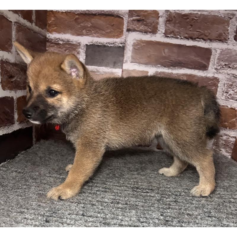 成約済の福岡県の豆柴-417544の6枚目