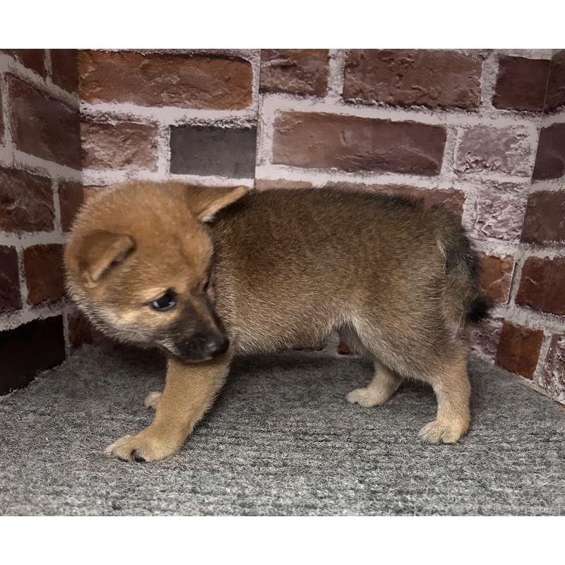 成約済の福岡県の豆柴-417544の3枚目