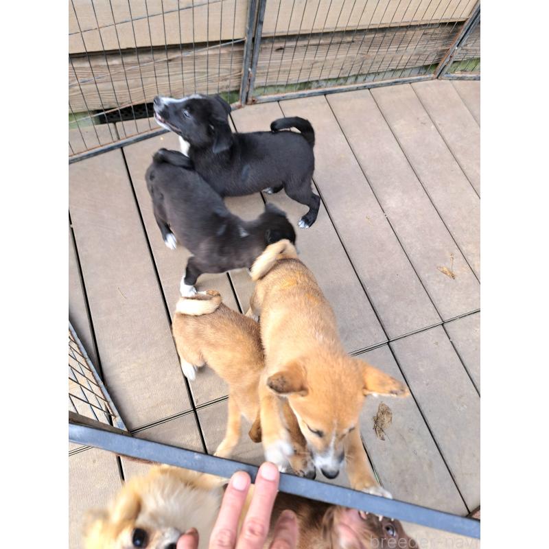 販売中の千葉県のミックス犬-419189の4枚目