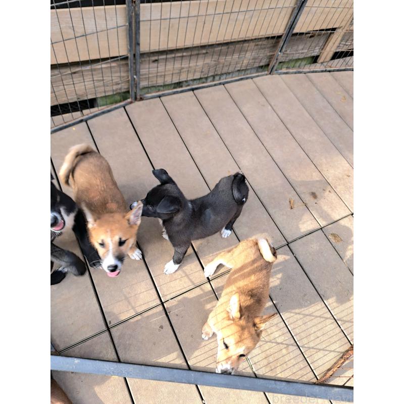 販売中の千葉県のミックス犬-419189の2枚目