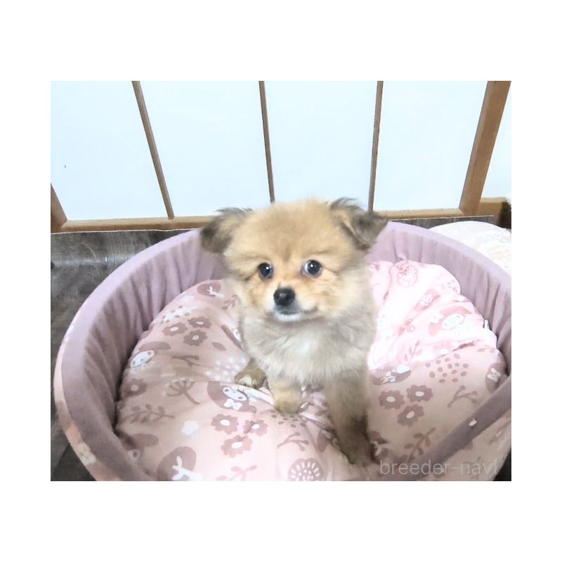 成約済の茨城県のミックス犬-417713の5枚目