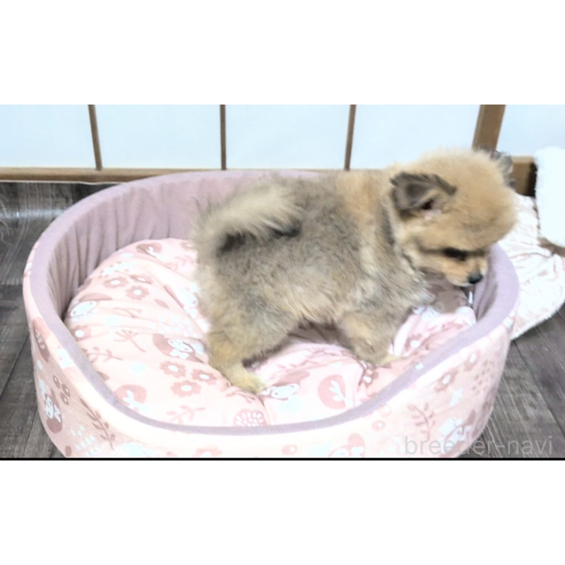 成約済の茨城県のミックス犬-417713の3枚目