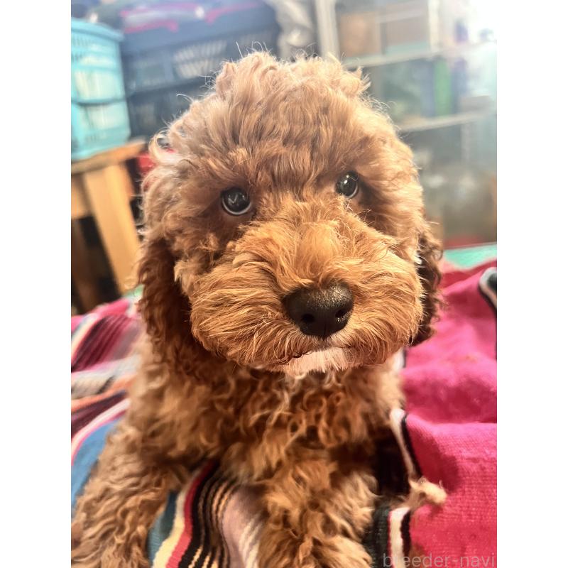 成約済の茨城県のコッカプー:アメリカンコッカースパニエル×トイプードル-407881の5枚目