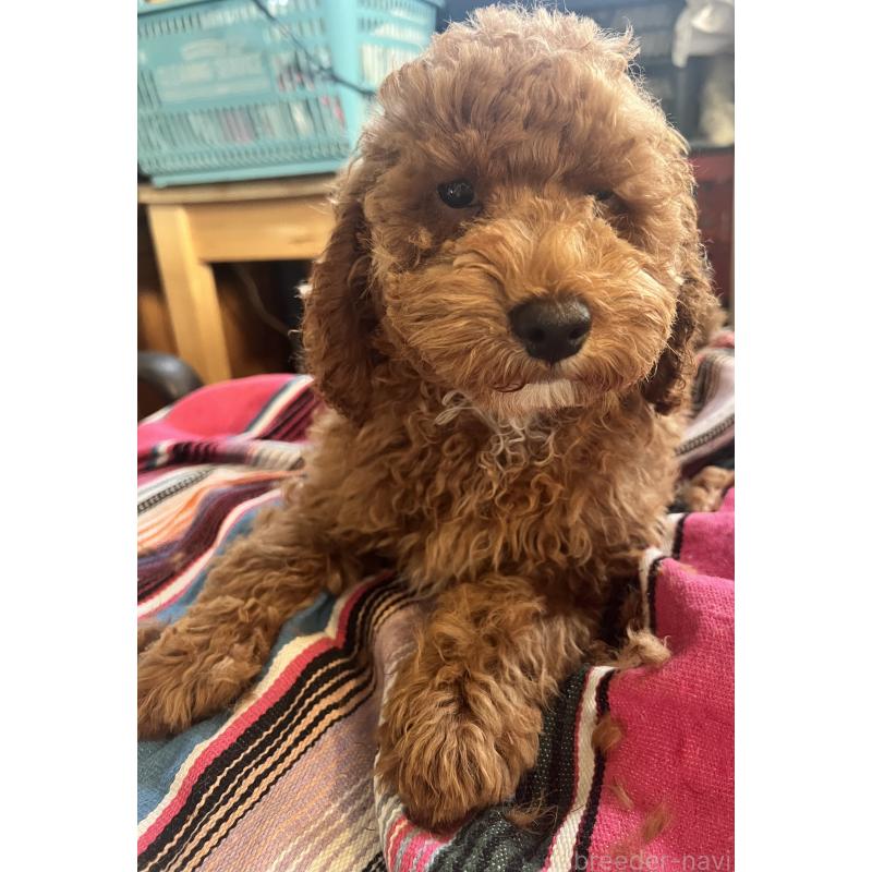 成約済の茨城県のコッカプー:アメリカンコッカースパニエル×トイプードル-407881の4枚目