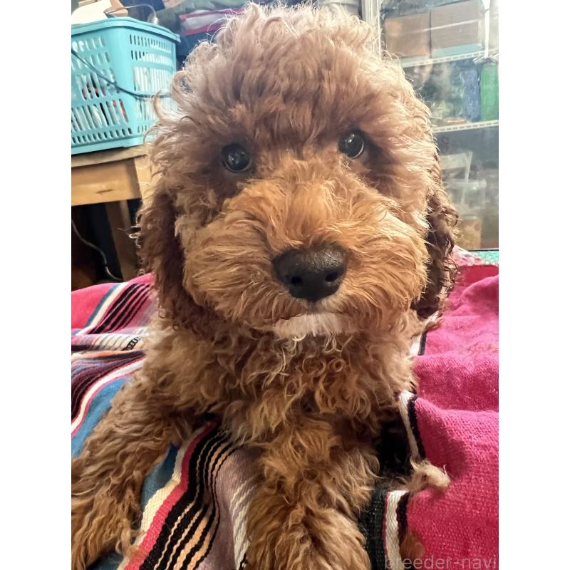 成約済の茨城県のコッカプー:アメリカンコッカースパニエル×トイプードル-407881の3枚目